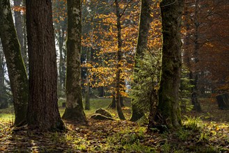 Landscape in autumn in a forest or park. Backlight shot. Trees with autumn leaves