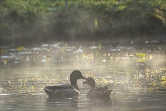 A pair of ducks swims on a pond in autumn. Morning mist rises from the water. Backlight
