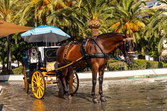 Horse-drawn carriages in the municipality of Mijas in Malaga. Andalusia