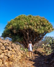 A young woman in a giant dragon tree on the Las Tricias trail. Garafia town in the north of the island of La Palma
