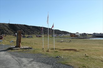 Reindeer in the tundra in front of the abandoned fishing village of Hamningberg on the Barents Sea with Norwegian flags and a memorial stone to the navigator Colin Archer
