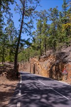 Beautiful forest road on the way up to the Teide Natural Park in Tenerife