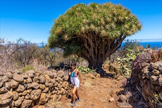 A young woman in a giant dragon tree on the Las Tricias trail. Garafia town in the north of the island of La Palma