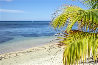 A palm tree on the beach of West End on Roatan Island. Honduras