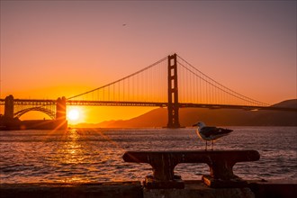 A seagull at the Red Sunset in the Golden Gate of San Francisco. United States