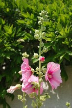 Garden hollyhock lcea Althea rosea