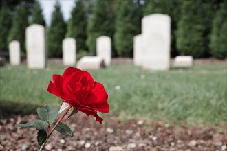 Red rose in a cemetery