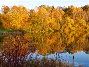 Golden autumn forest with reflection in the lake near Haslach