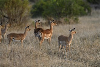 Black heeled antelopes