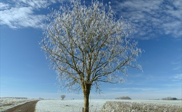 Solitary tree in frost under a blue sky