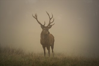 A red deer in autumn in fog. The stag has large antlers and is standing in a meadow. Allgaeu