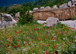 Flower meadow at the Eibsee lake