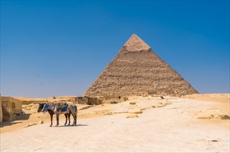 A small donkey resting next to the pyramid of Khafre. Cairo
