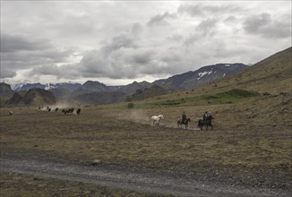 Horses running in Thorsmoerk at the start of the 4-day trek to Landmannalaugar. Iceland