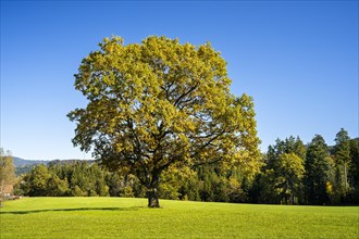 A free-standing oak in a meadow in autumn. Forest in the background. Maierhoefen in Allgaeu