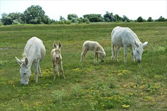Two mares with foals of the Austro-Hungarian White Baroque Donkey