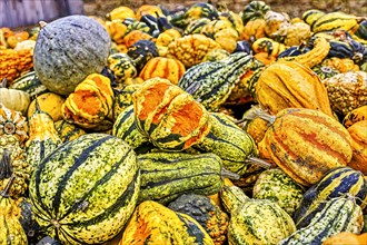 Colourful ornamental pumpkins in autumn