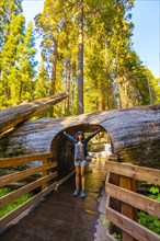 A young woman passing through a tunnel of a beautiful tree in Sequoia National Park