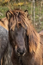 Portrait of an Icelandic horse with winter coat in autumn in the Allgaeu. The pony is grey-black with brown-red longhair. Bavaria
