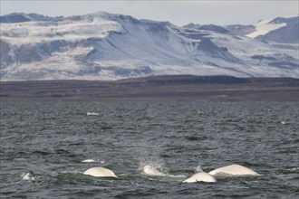 Group of belugas