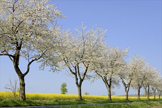 Blossoming cherries