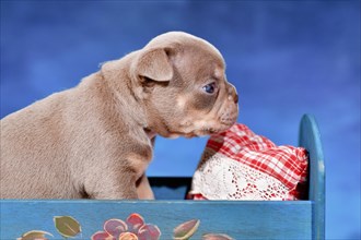 French Bulldog dog puppy in bed in front of blue background