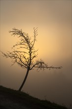 A solitary bare tree in autumn. It is foggy