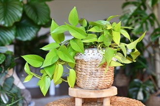 Neon colored 'Epipremnum Aureum Lemon Lime' houseplant with neon green leaves in basket flower pot on table in living room