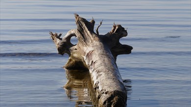 Washed-up tree trunk on the shore of Lake Constance