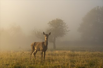 A doe in autumn in fog. She is standing in a meadow