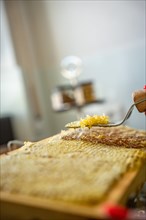 Honeycombs at the beekeeper