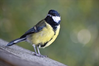 Close-up of a great tit