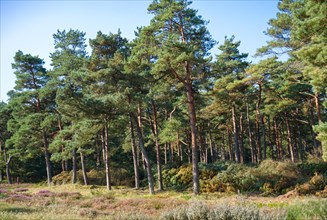 Pine forest in West Jutland