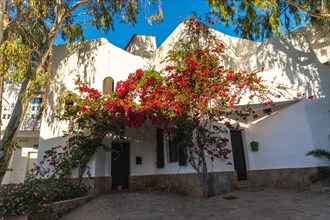Beautiful houses with flowers in San Jose in the town of Nijar