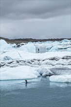 A seal and a young man paddle surfing on Jokulsarlon Ice Lake in the Golden Circle of southern Iceland