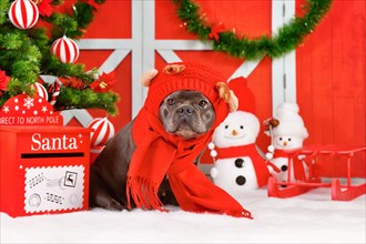 French Bulldog dog wearing red Reindeer costume hat and winter scarf between seasonal Christmas decoration