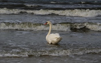 A Mute Swan