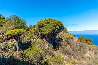 Las tricias trail and its beautiful dragon trees in the town of Garafia in the north of the island of La Palma