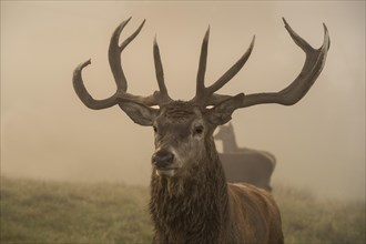 Portrait of a red deer in autumn in fog. The stag has large antlers. Other animals are visible in the background. Allgaeu