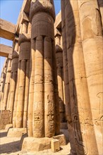 Precious columns with ancient egyptian drawings in Luxor Temple