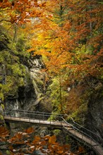 The Starzlachklamm gorge in autumn with trees in autumn leaves. The circular path becomes a bridge and crosses the Starzlach river. Allgaeu