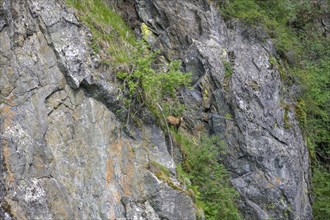 Chamois in steep rock face