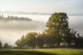 Autumn landscape in the morning in the fog near Isny in Allgaeu. A meadow and trees