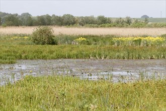 Wetland biotope