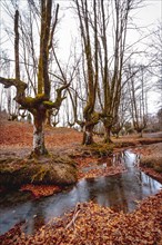 Otzarreta Forest in Bizkaia. Basque Country