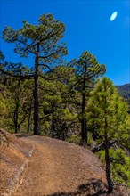 Path between trees on the trek to the top of La Cumbrecita next to the mountains of the Caldera de Taburiente