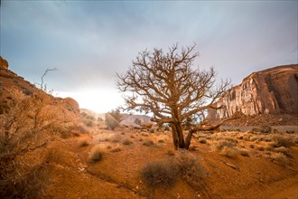 Last rays of the sunset inside the Monument Valley National Park and a beautiful desert tree. Utah