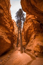 A woman in tree in a crack of the Navajo Loop Trail in Bryce National Park