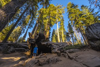 A young man walking on top of a dead tree in Sequoia National Park