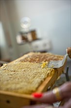 Honey combs at the beekeeper